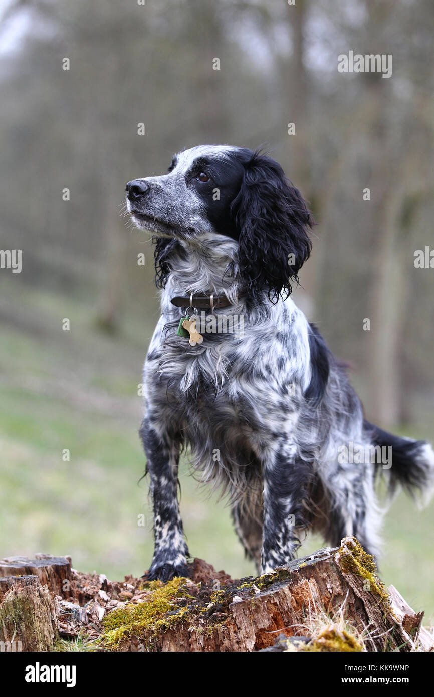 Spaniel - Working Cocker Working Cocker Spaniel Blue roan Stock Photo -  Alamy