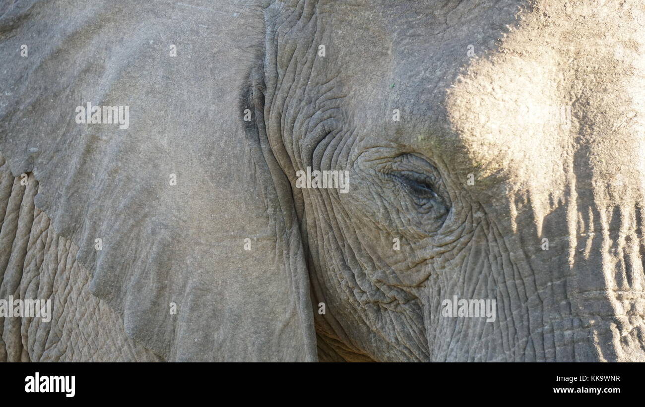 Elephants on the South African plane Stock Photo Alamy