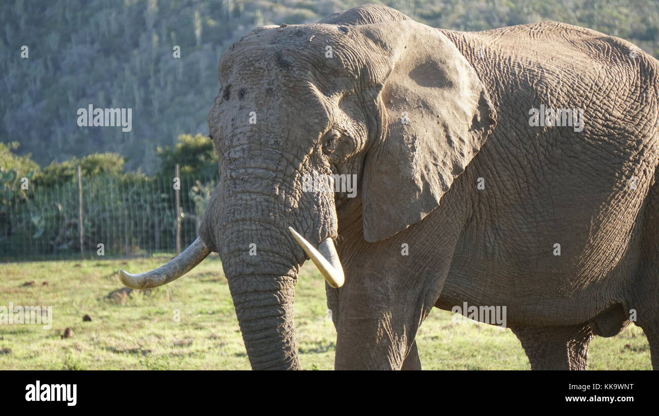 Elephants on the South African plane Stock Photo Alamy