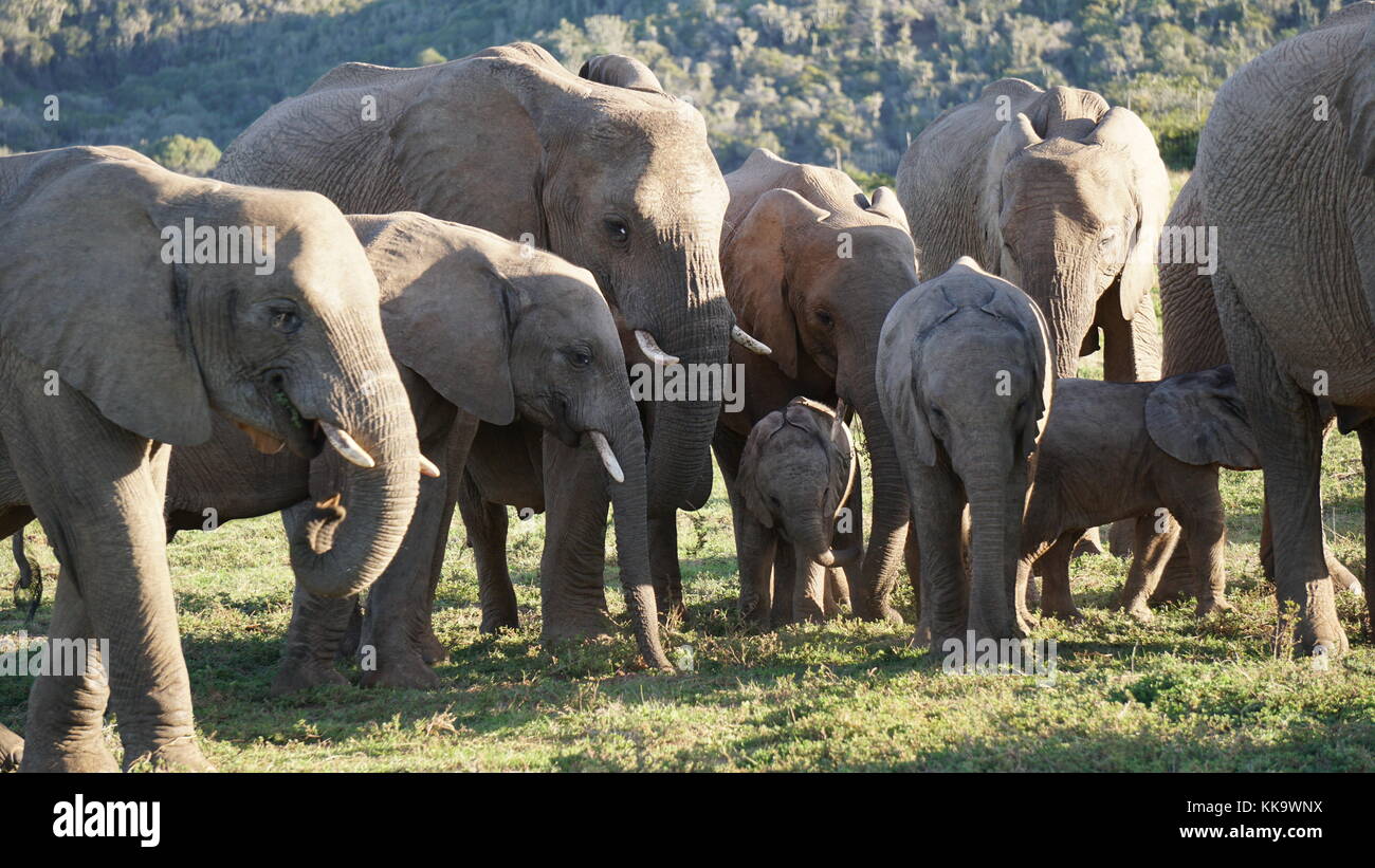 Elephants on the South African plane Stock Photo Alamy