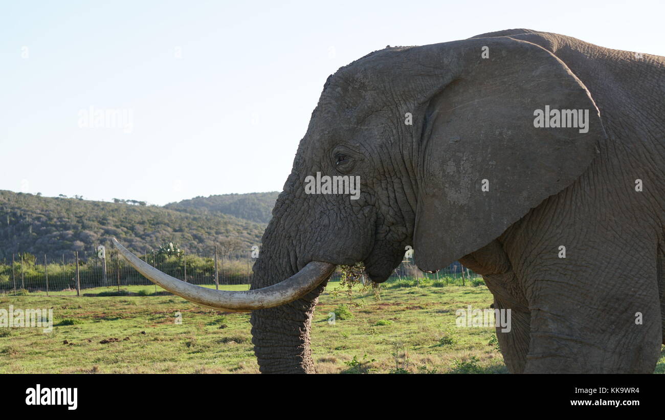 Elephants on the South African plane Stock Photo Alamy