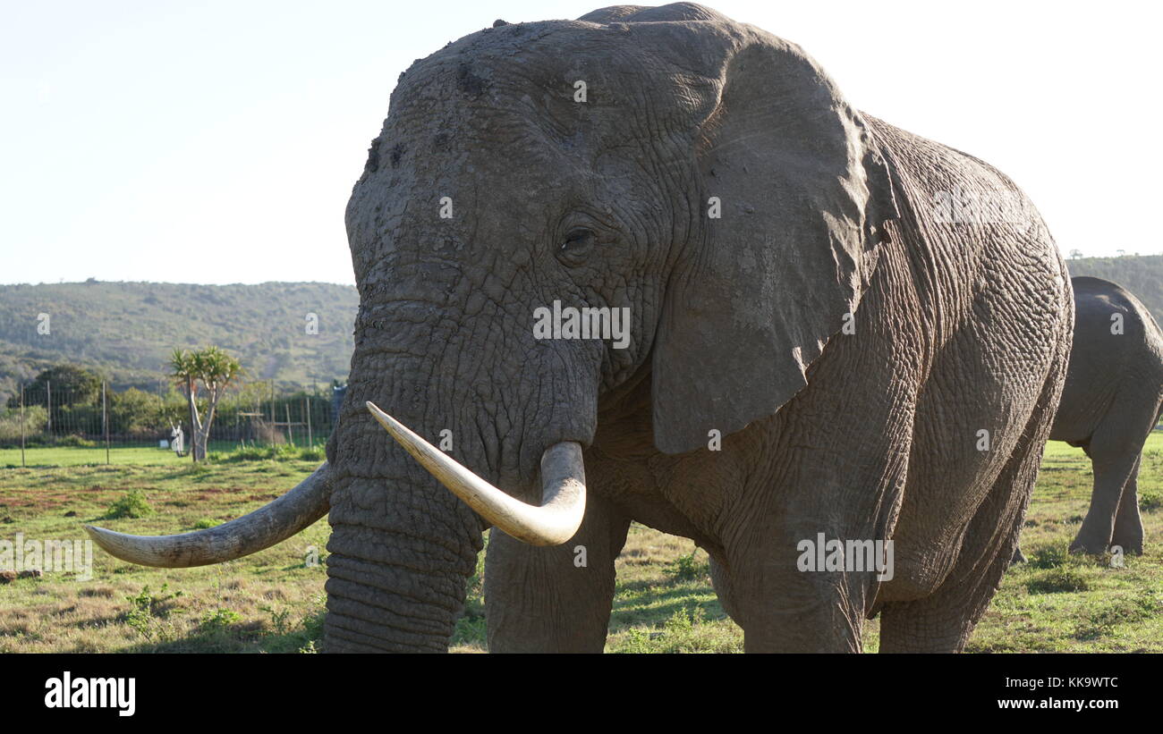Elephants on the South African plane Stock Photo Alamy