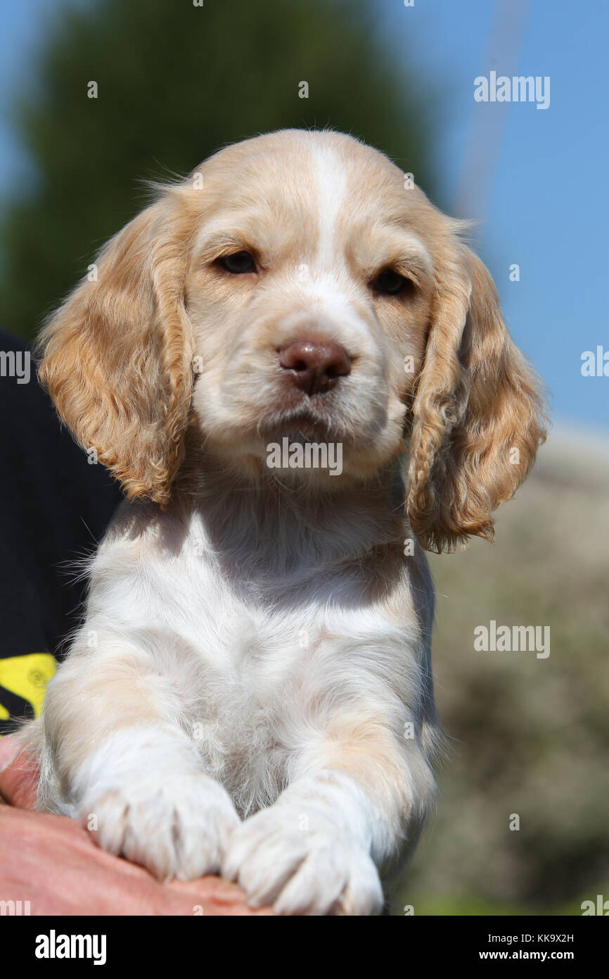 Lemon Cocker Spaniel High Resolution Stock Photography and Images - Alamy