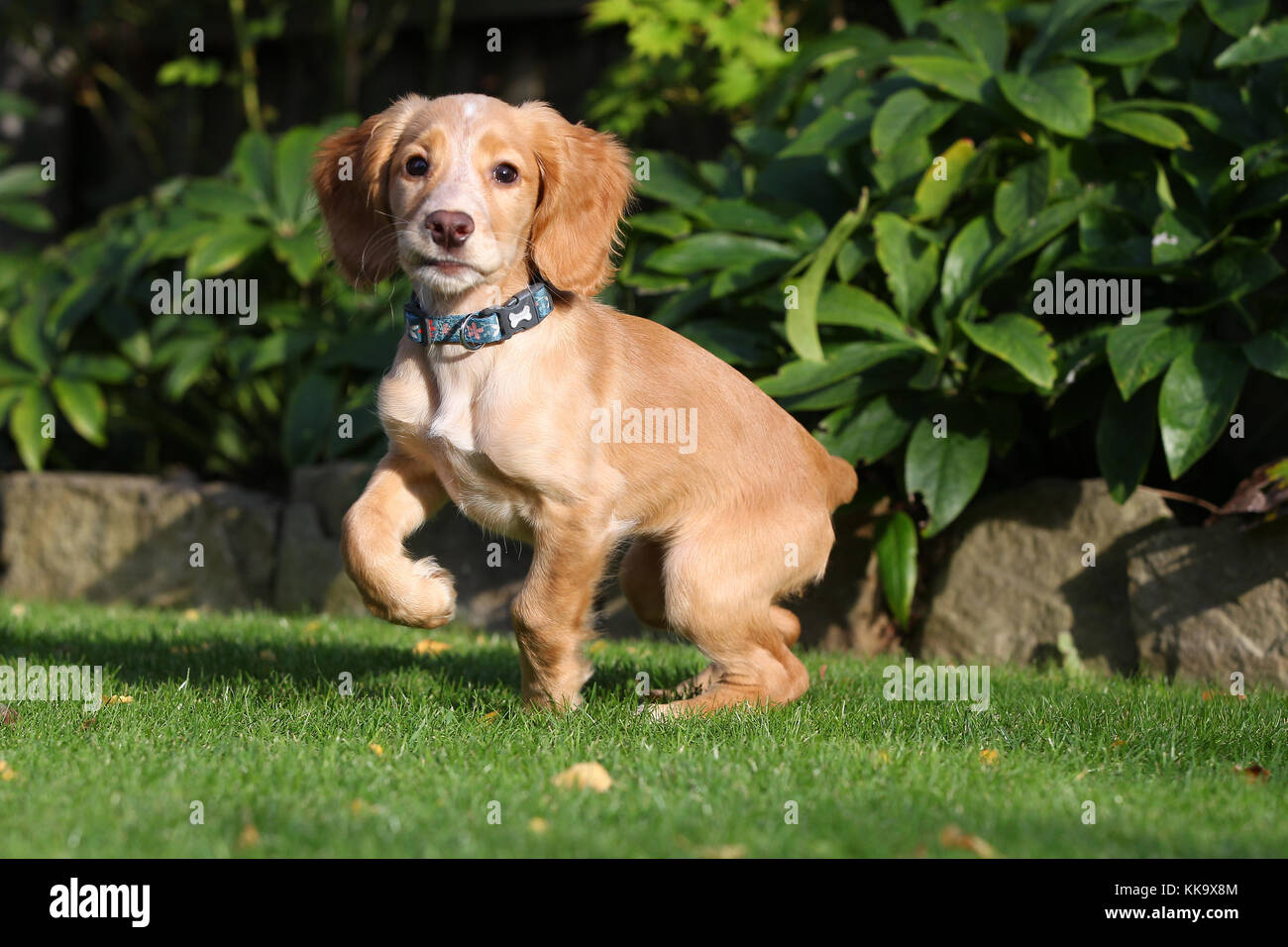 Working cocker spaniel puppy hires stock photography and images Alamy