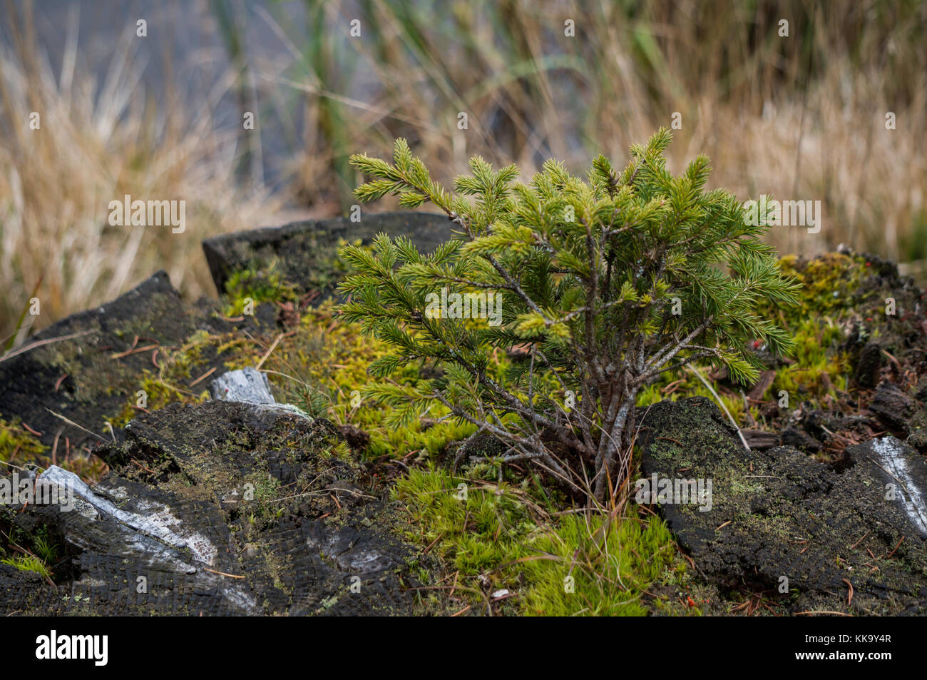 New pine tree growing on the stump of an older tree Stock Photo - Alamy