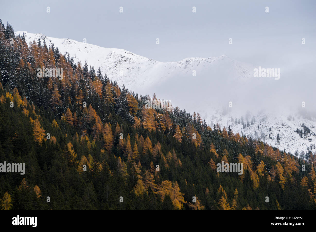 Larch forest covered mountain slope with snow capped ridge in the ...