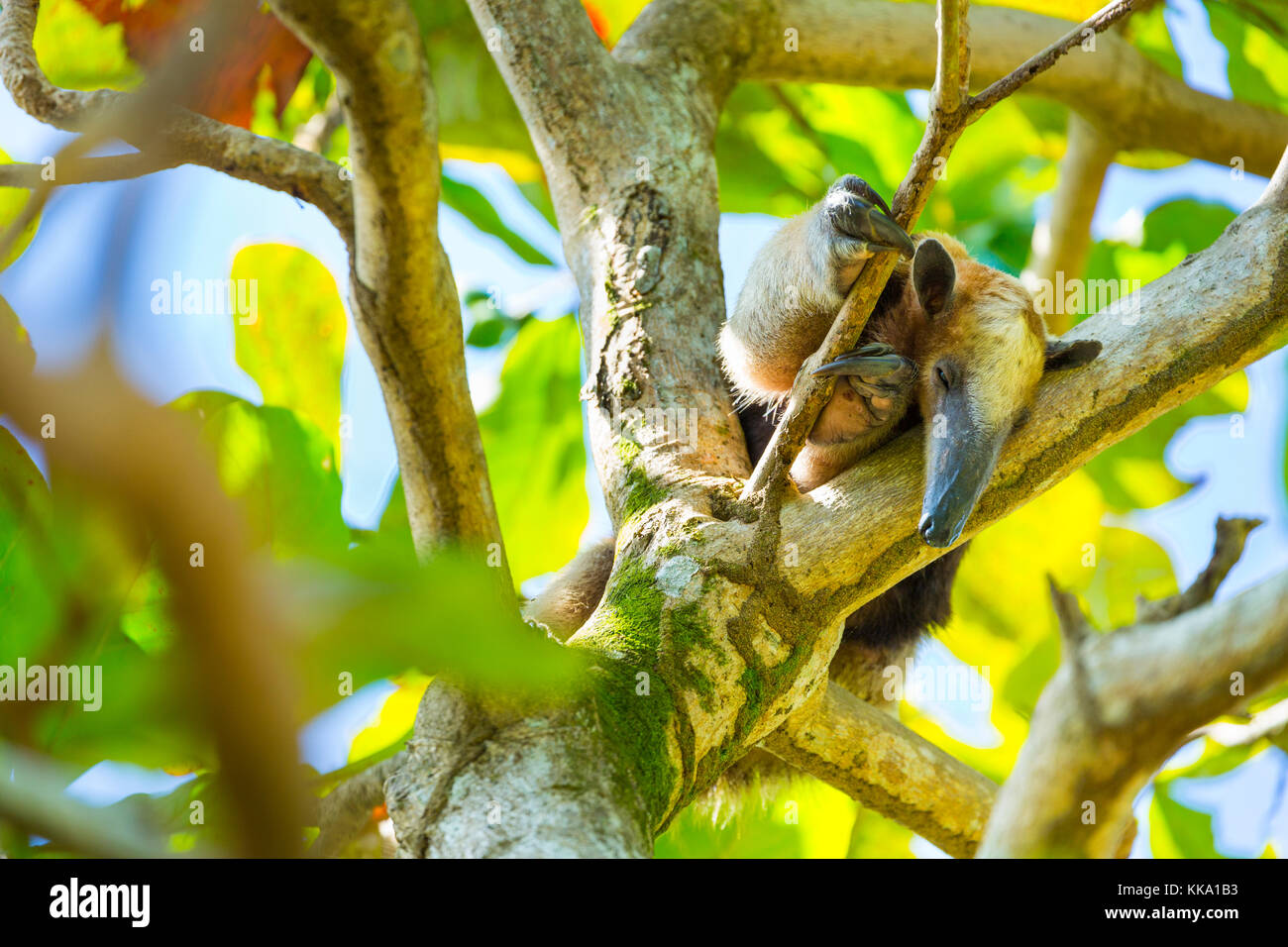 Northern Tamandua (tamandua Mexicana), Corcovado National Park, Osa 