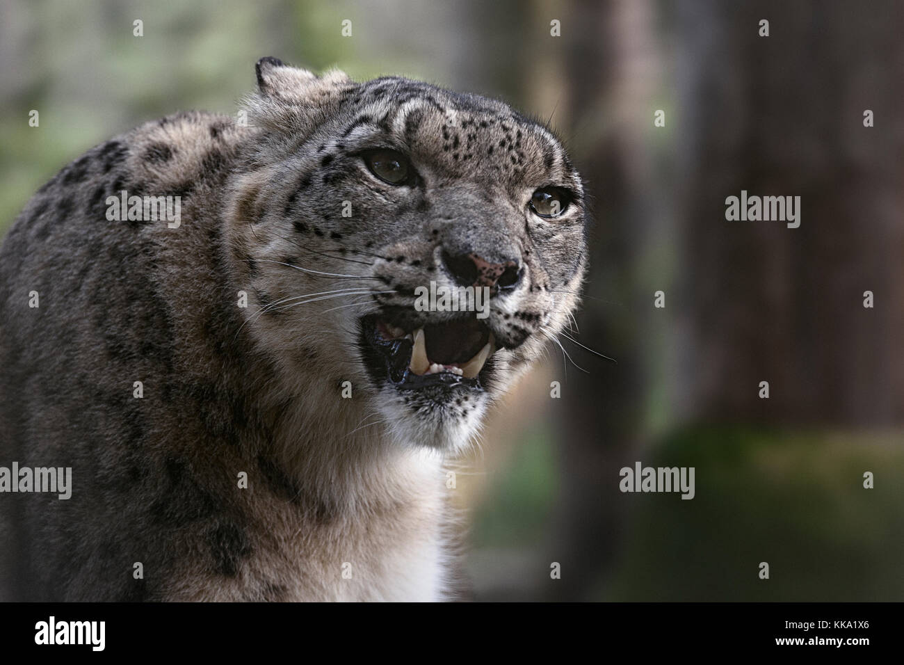 Snow leopard in Captivity Stock Photo - Alamy