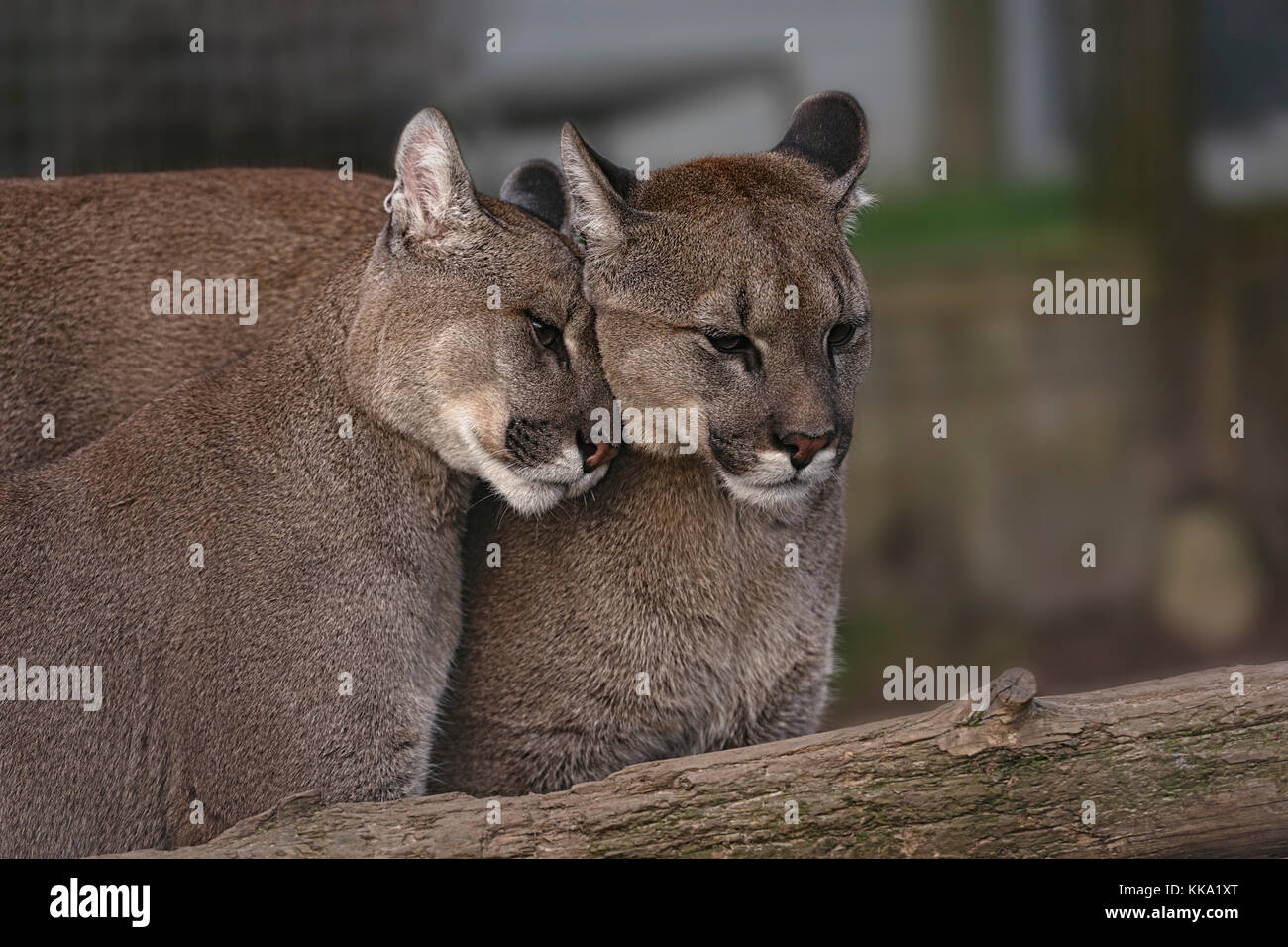 Pair of Affectionate Puma In Captivity Stock Photo - Alamy