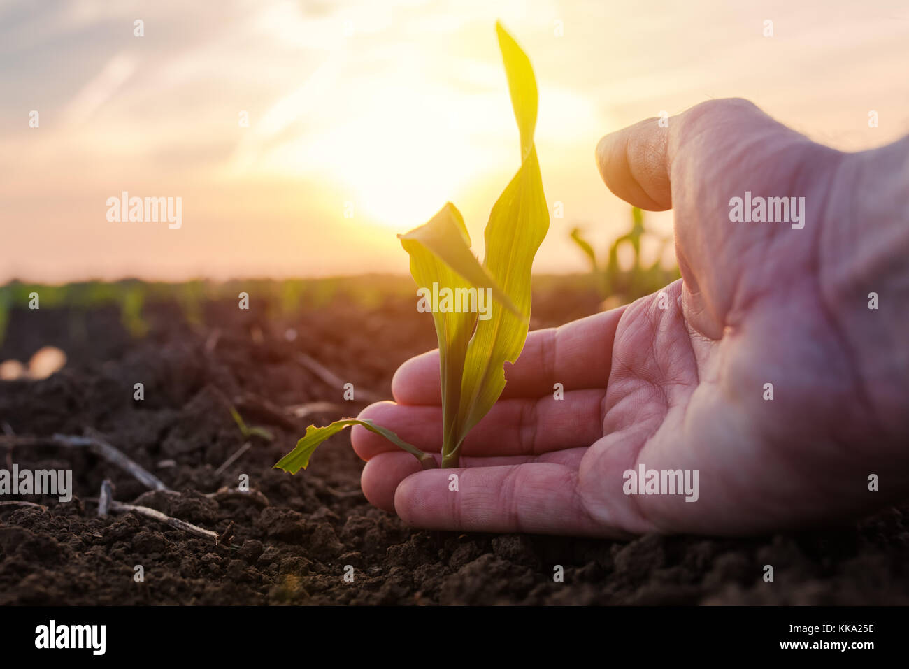 Farmer examining young green corn maize crop plant in cultivated ...