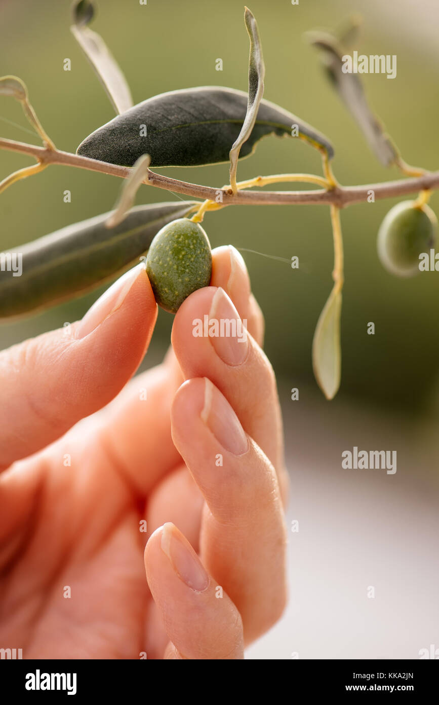 Close up of female hand picking ripe olive fruit from the tree branch in the orchard, selective focus. Stock Photo