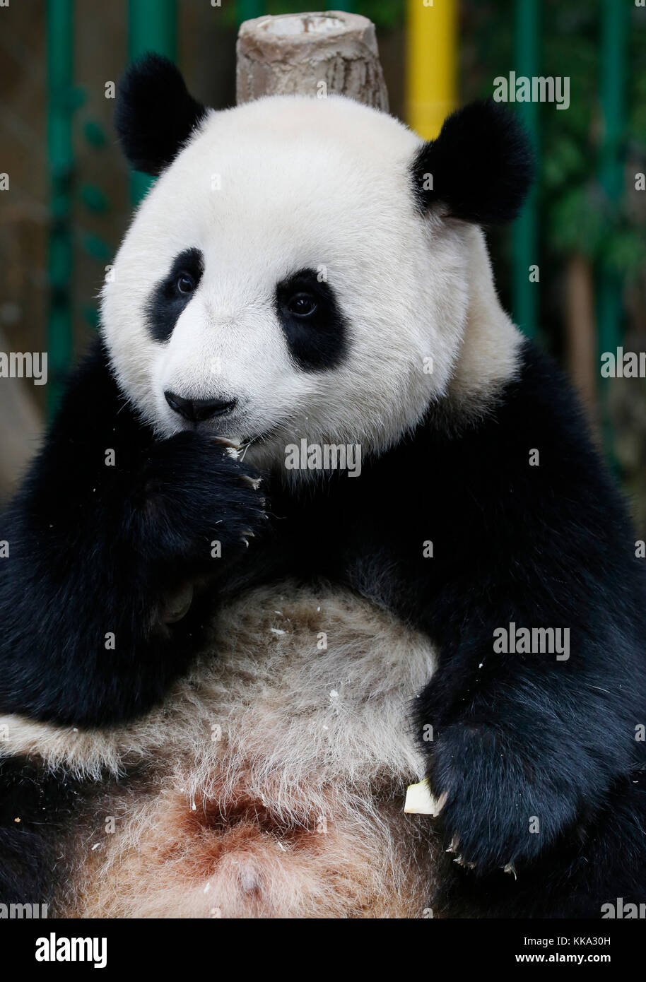 Nuan Nuan (means warmth), the first Malaysian-born Panda cub is sitting on the wooden bench at the Panda Conservation Centre in Kuala Lumpur, Malaysia Stock Photo