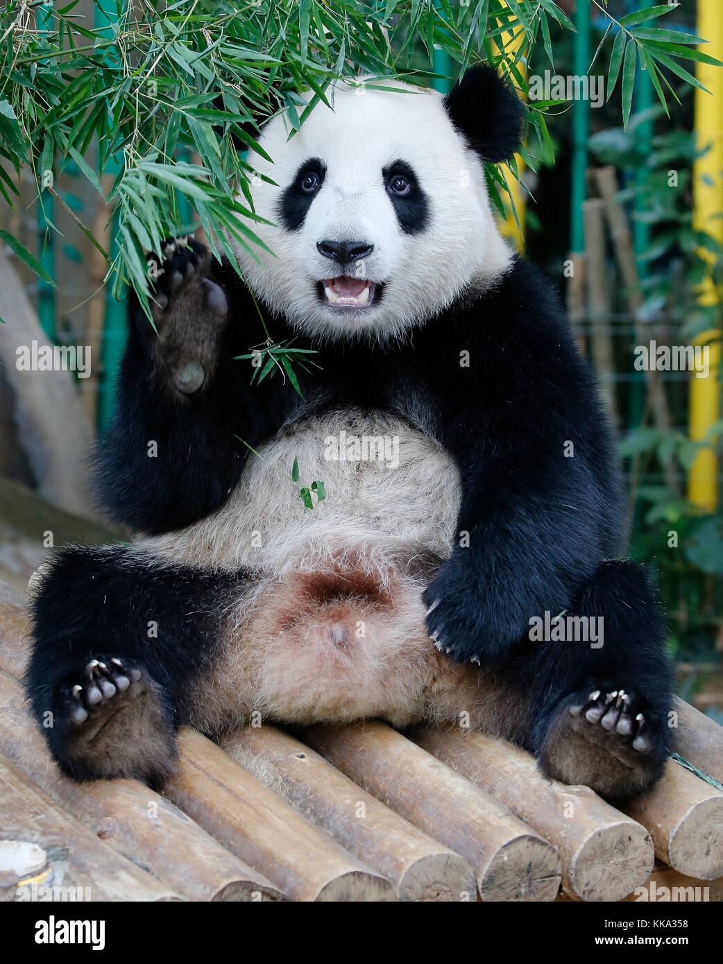 Nuan Nuan (means warmth), the first Malaysian-born Panda cub is sitting on the wooden bench at the Panda Conservation Centre in Kuala Lumpur, Malaysia Stock Photo