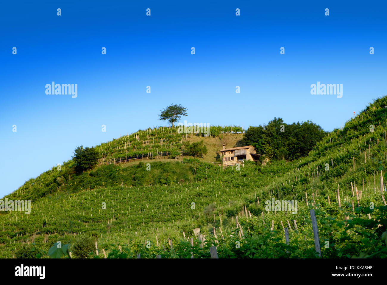 Prosecco vinyards at Santo Stefano near Valdobbiadene Stock Photo