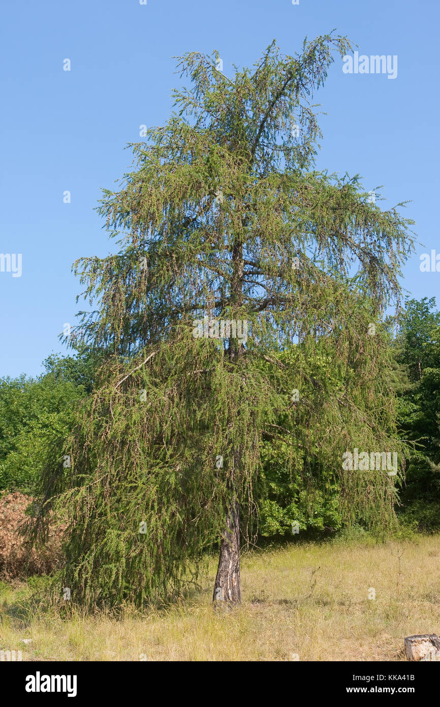 Europäische Lärche, Larix decidua, Larix europaea, European Larch Stock Photo