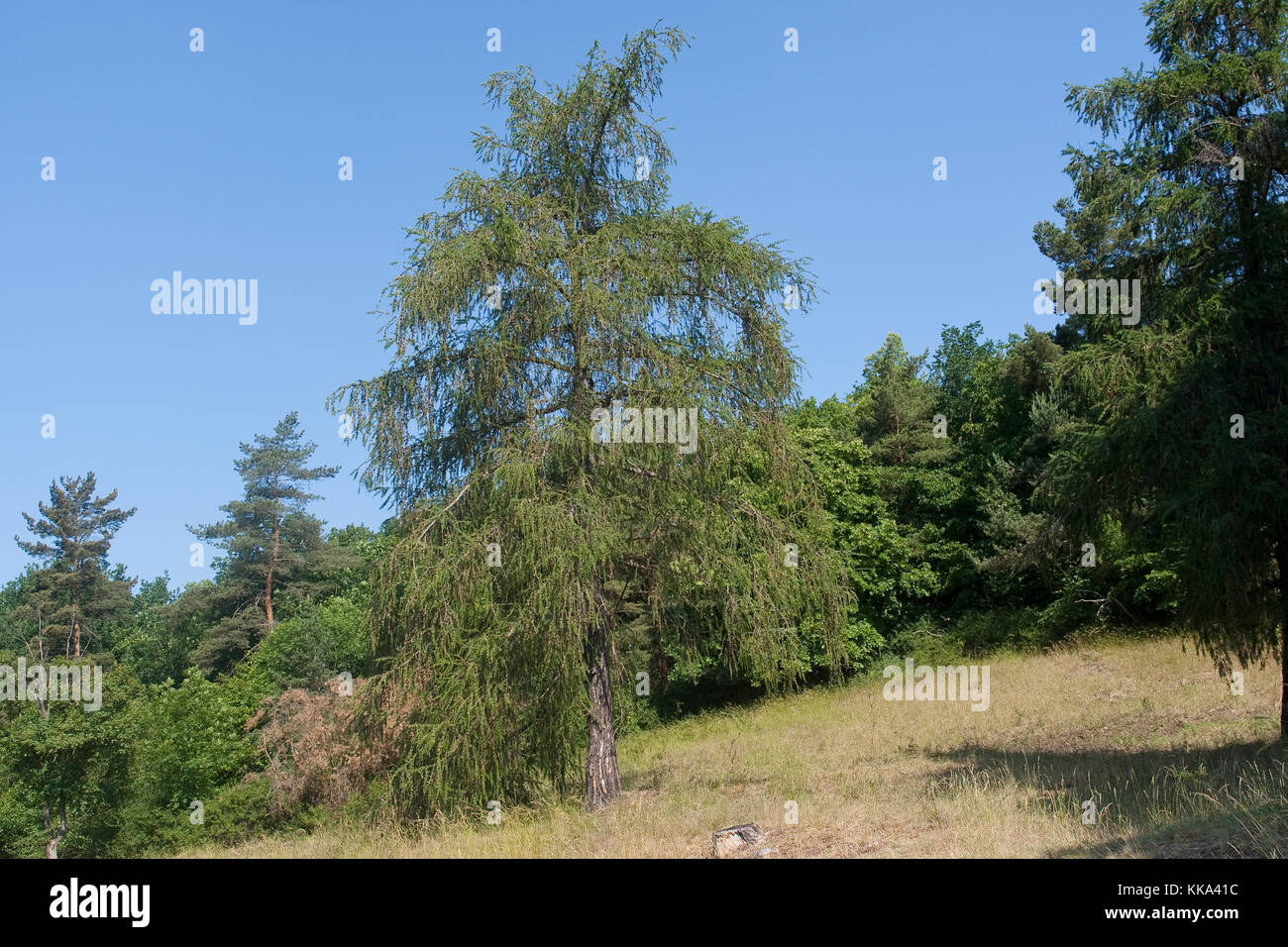 Europäische Lärche, Larix decidua, Larix europaea, European Larch Stock Photo