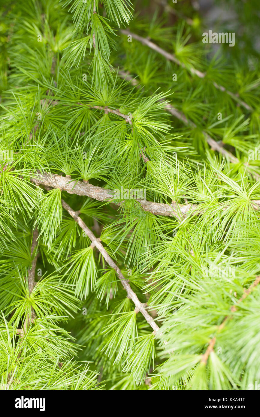 Europäische Lärche, Larix decidua, frische Nadeln im Frühjahr, European Larch Stock Photo