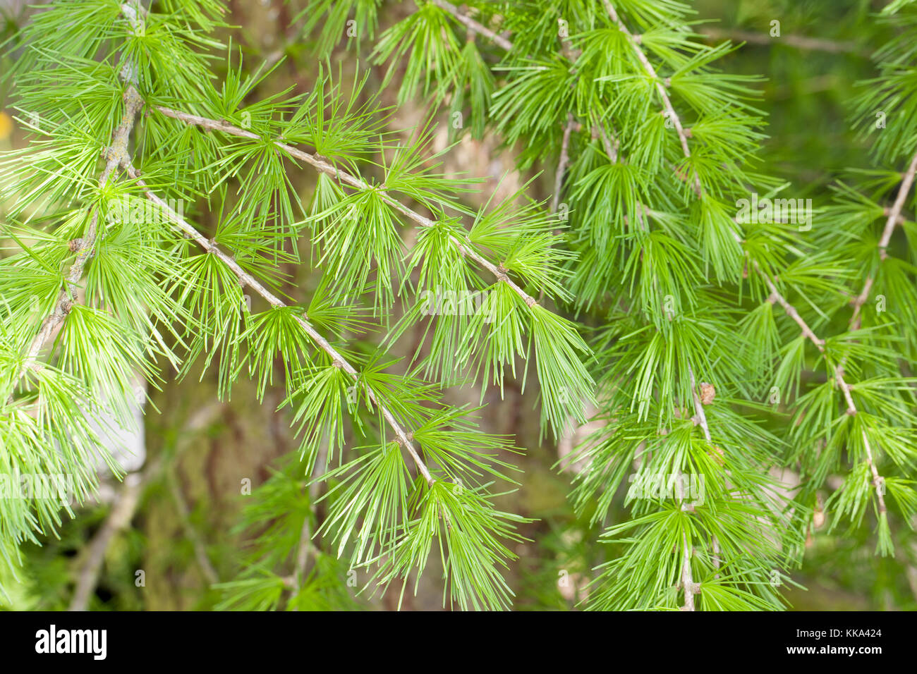 Europäische Lärche, Larix decidua, frische Nadeln im Frühjahr, European Larch Stock Photo