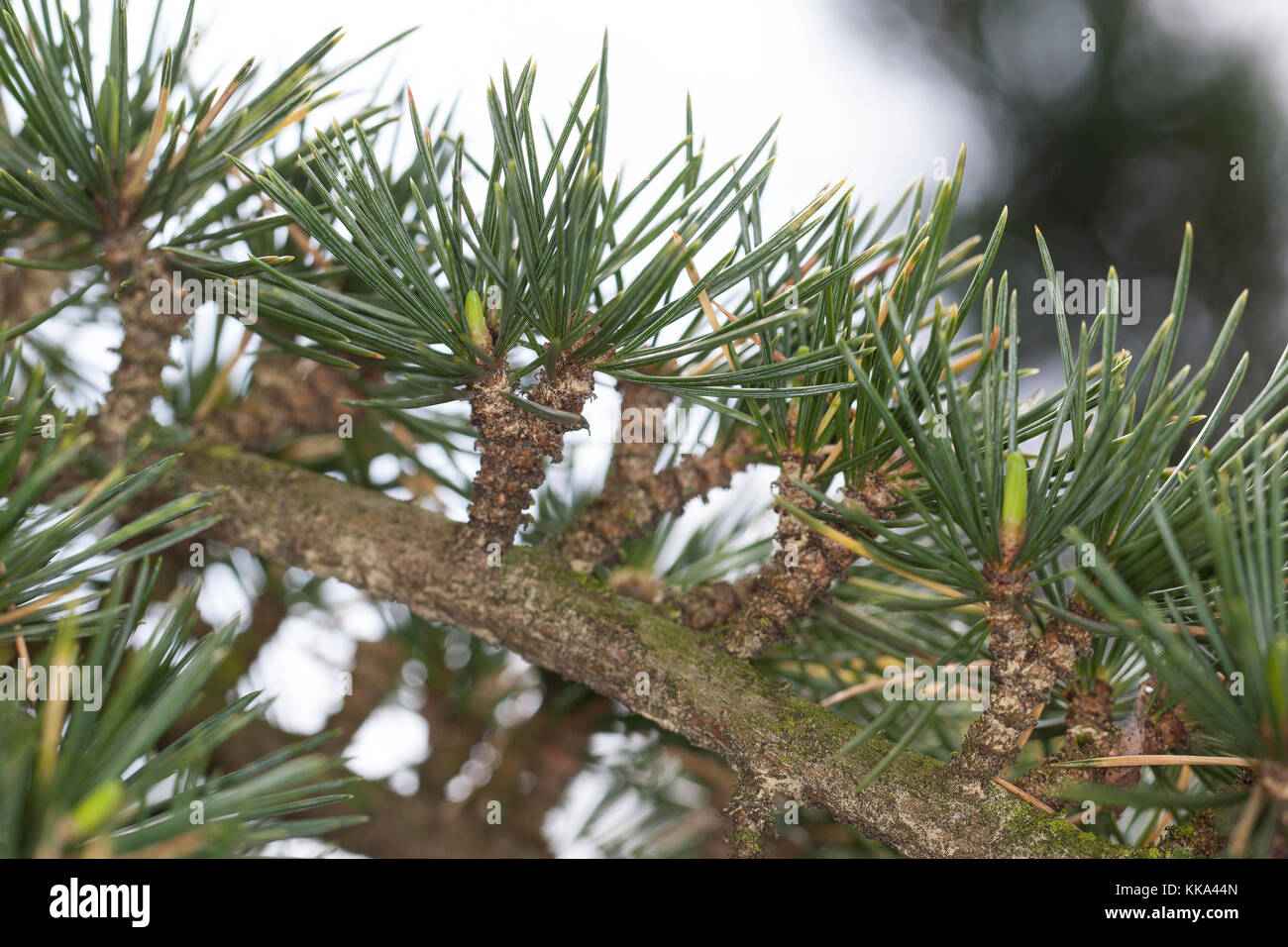 Libanon-Zeder, Libanonzeder, Libanesische Zeder, Cedrus libani, Syn. Cedrus libanotica, Lebanon cedar, Cedar of Lebanon Stock Photo