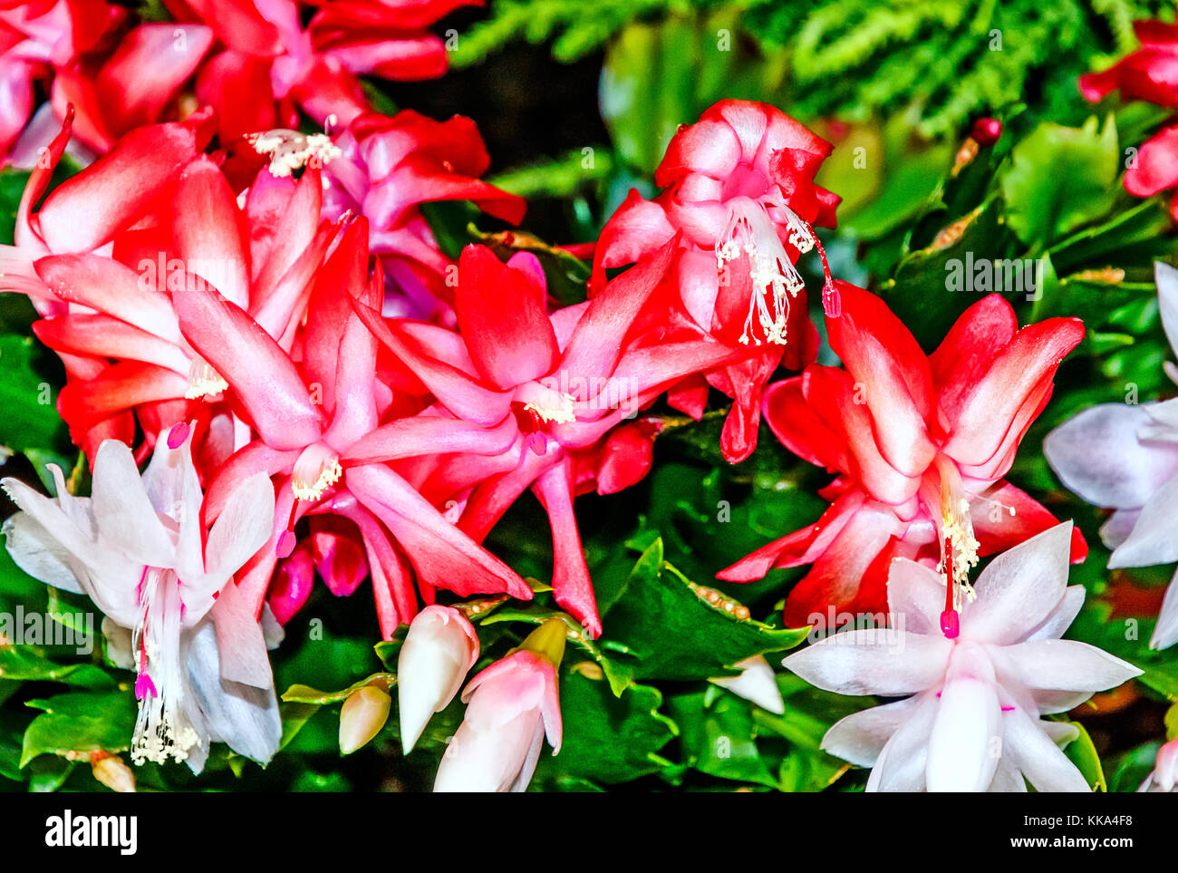 Flowers of Schlumbergera (Thanksgiving cactus, crab cactus or holiday cactus) Stock Photo