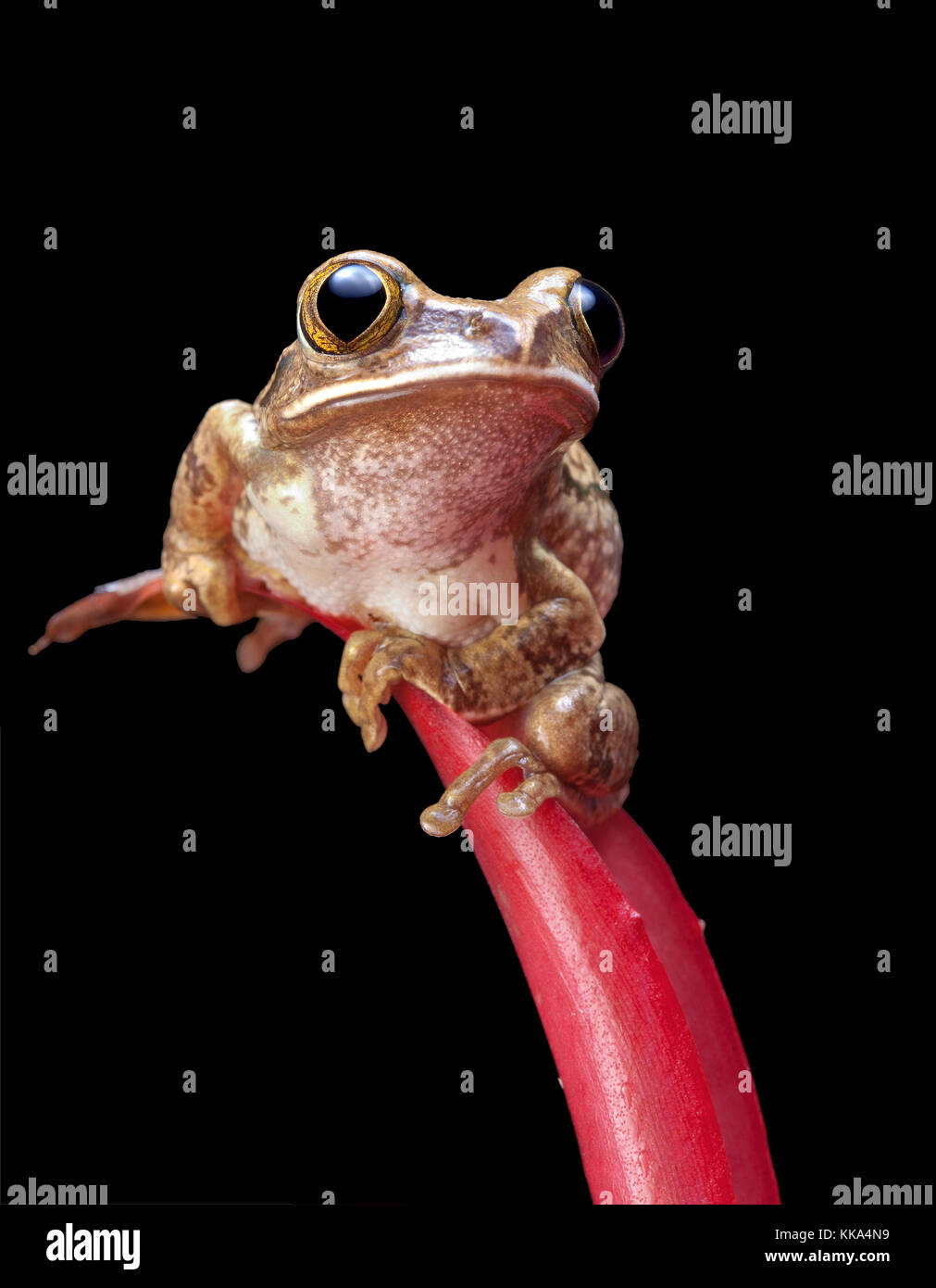 Marbled reed frog or painted reed frog on a red plant Stock Photo