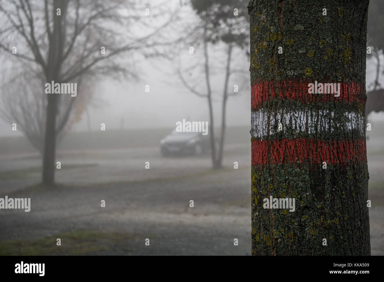 Marking on a tree with a car parked in the background on a foggy