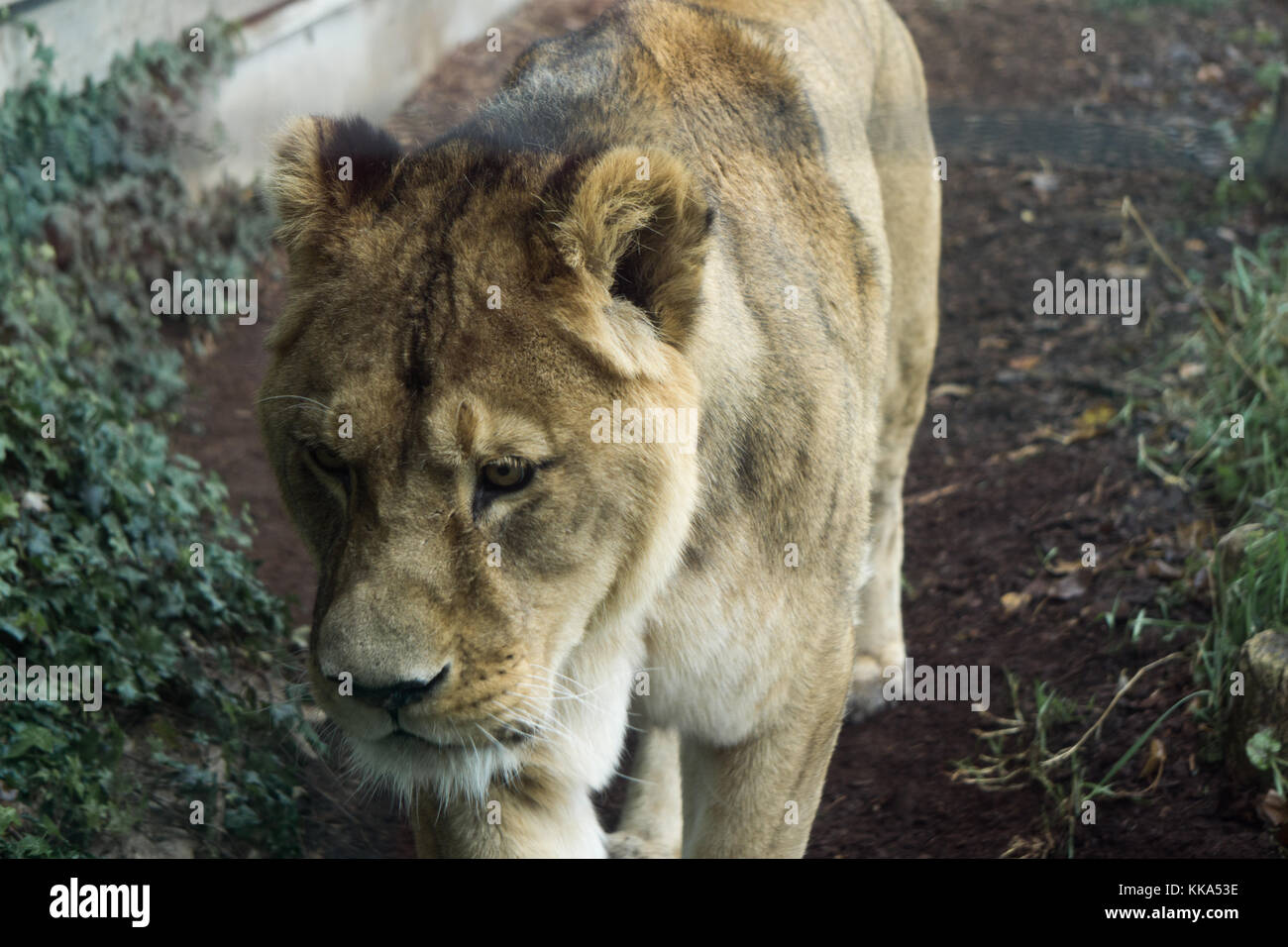 Close up of lioness through glas panel and electric wire Stock Photo