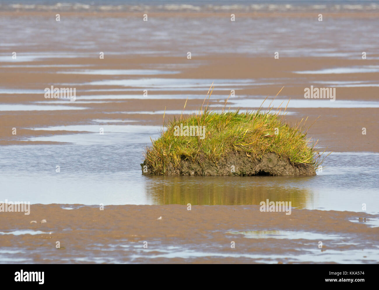 Mound of grass, on beach at edge of Salt marsh, Morecambe Bay, Lancashire, UK Stock Photo