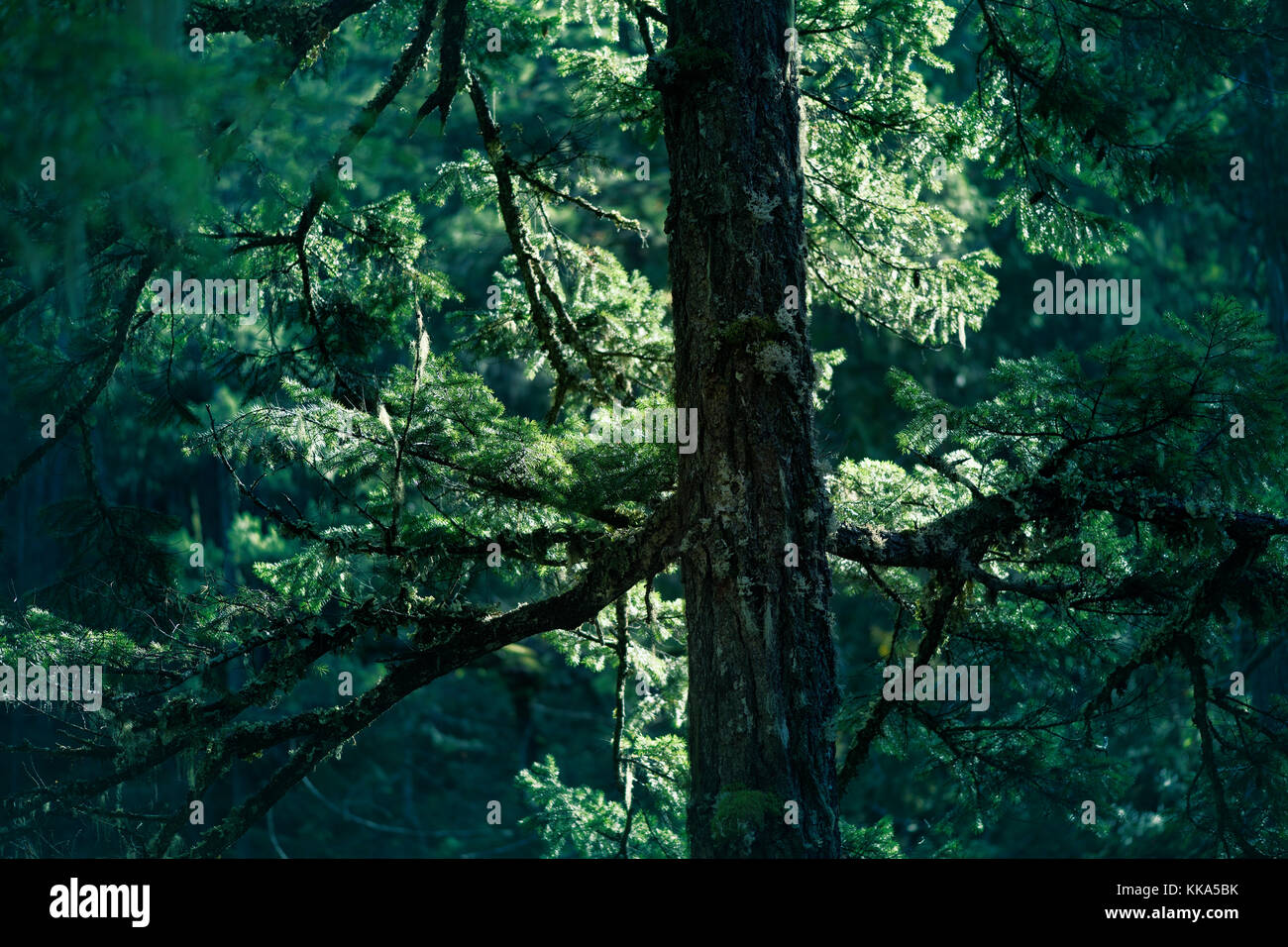 Closeup of Duglas fir tree branches glowing in sunlight in deep green forest. Vancouver Island, British Columbia, Canada. Stock Photo