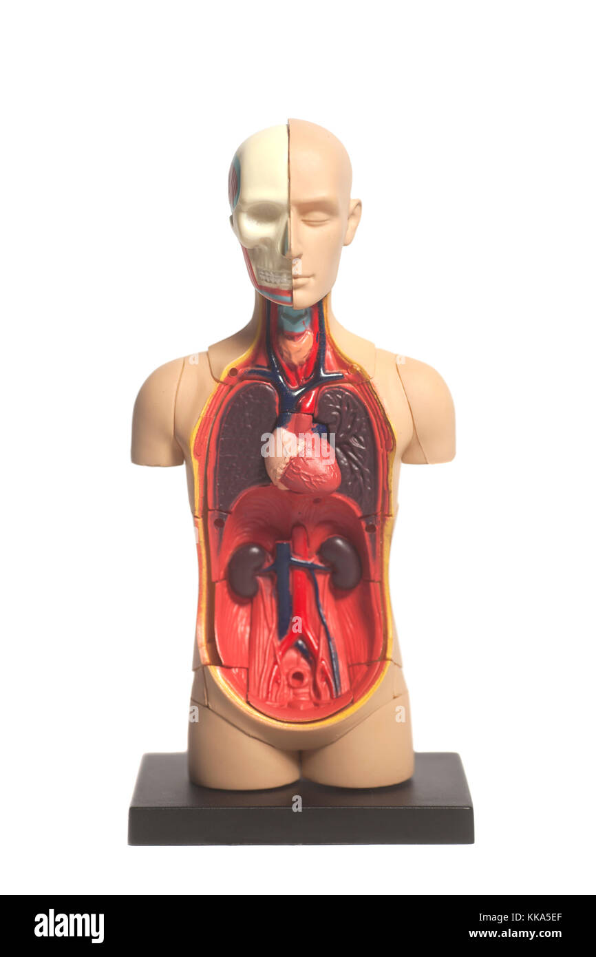 Human Body Anatomy Model isolated on white background Stock Photo - Alamy