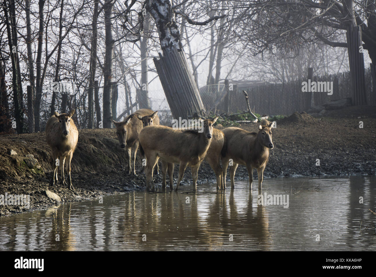 Père David's deer looking alert at the watering hole inside their enclosure at the zoo Stock Photo