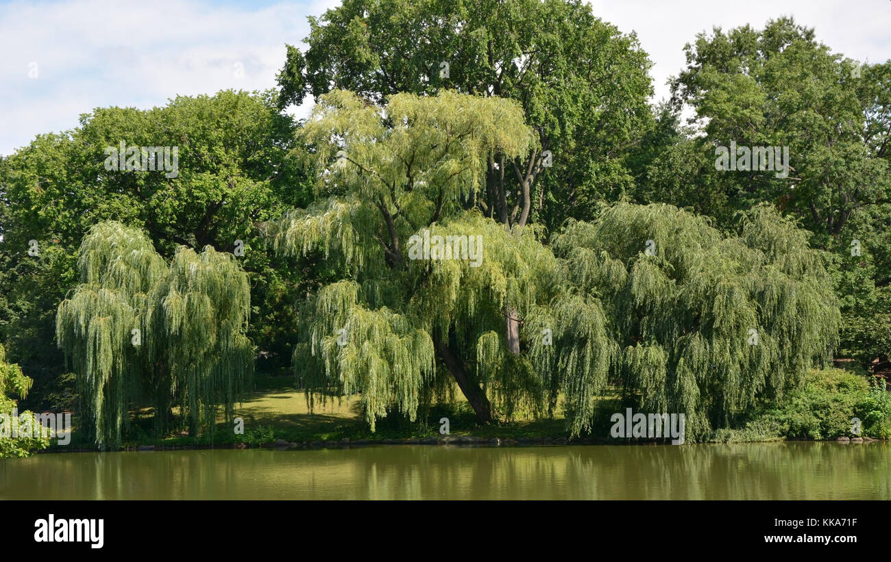 Weeping willow tree in Central park Stock Photo - Alamy