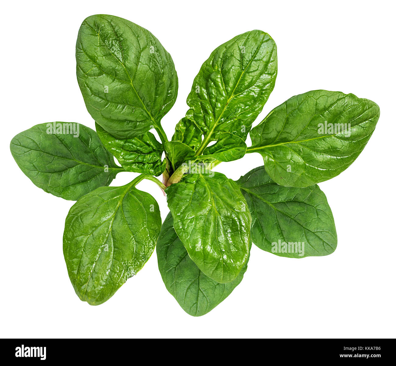 Spinach Isolated on a white background Stock Photo - Alamy