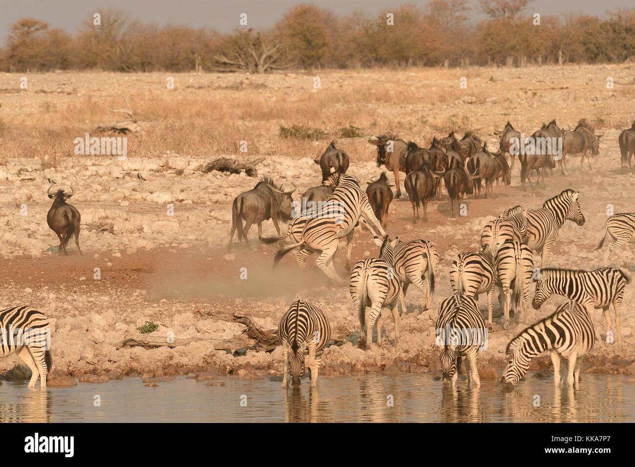 Etosha National Park Stock Photo