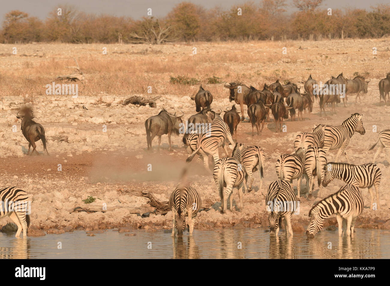 Etosha National Park Stock Photo