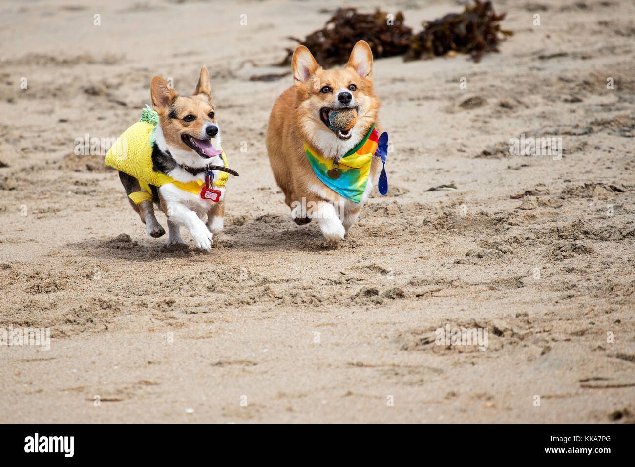 Corgis play ball in the sand at Corgi Beach Day in Huntington Beach, California Stock Photo