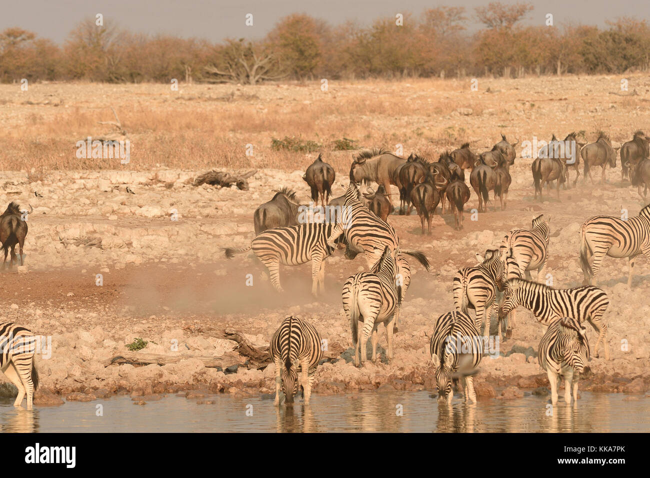 Etosha National Park Stock Photo