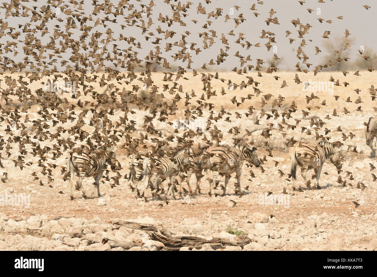 Etosha National Park Stock Photo