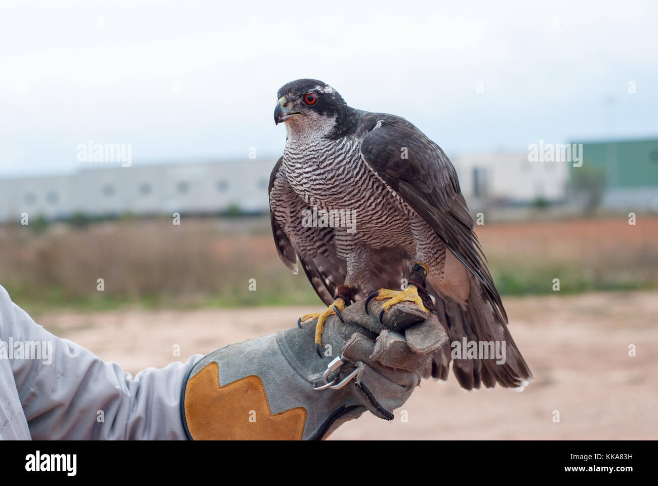 Duck hawk, Falco peregrinus Stock Photo Alamy