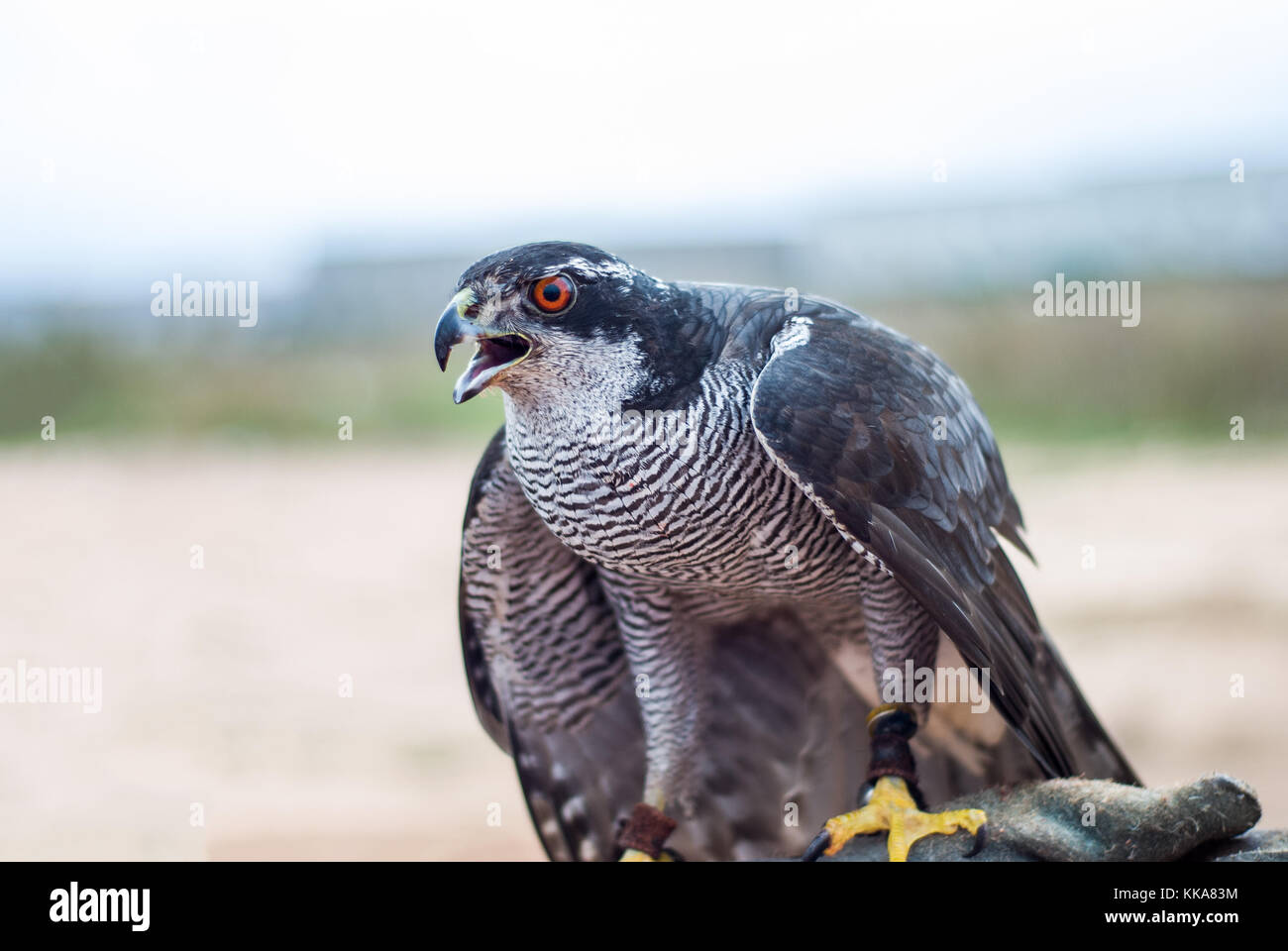 Duck hawk, Falco peregrinus Stock Photo