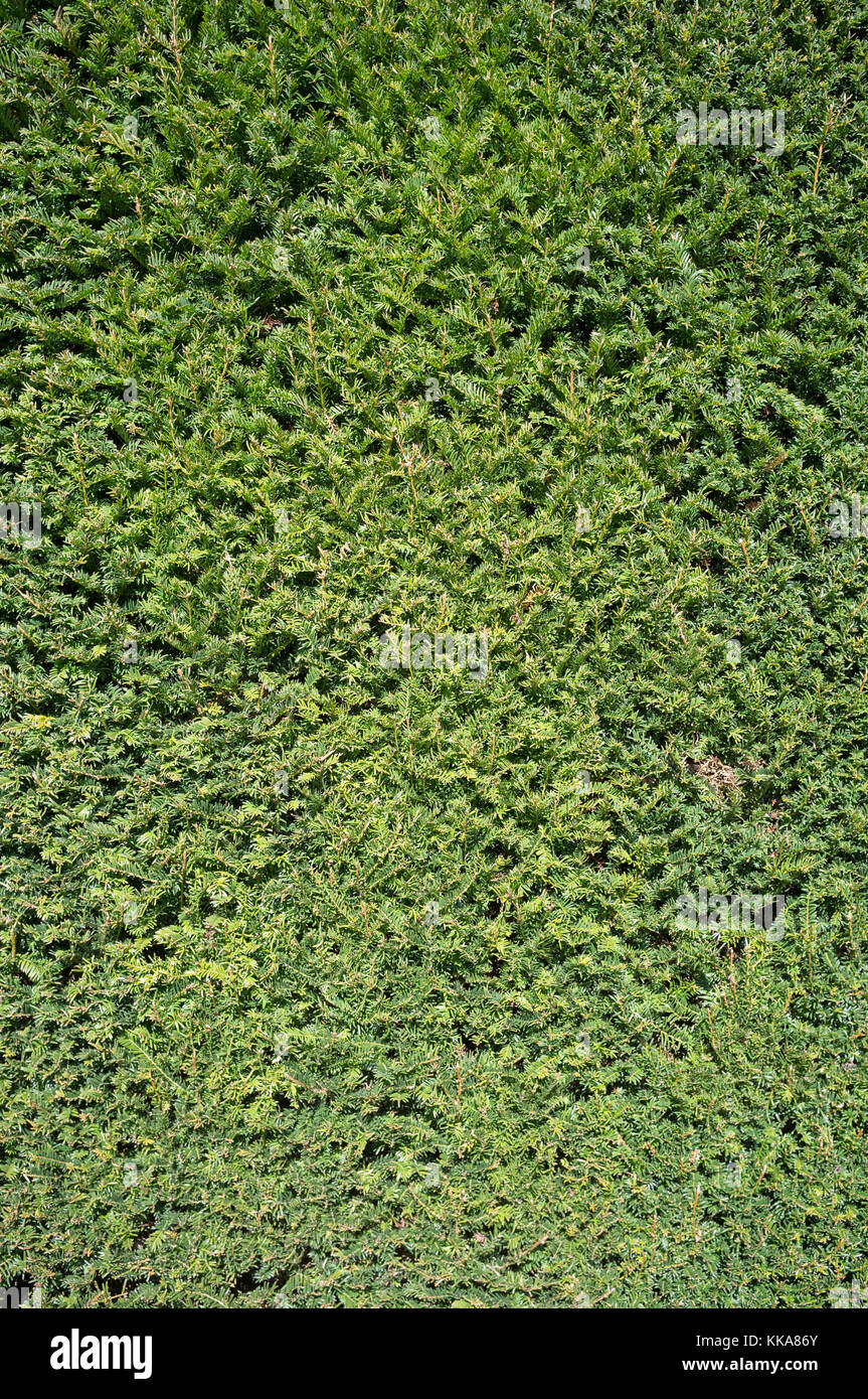 A green bush hedge background Stock Photo