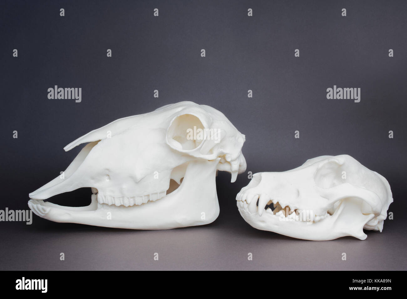 Dog and sheep skull, (carnivore and herbivore skull comparison), showing teeth and jaw structure Stock Photo