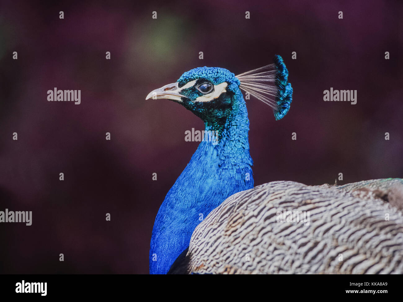 male Indian Peacock or Peafowl, (Pavo cristatus), Keoladeo Ghana National Park, Bharatpur, Rajasthan, India Stock Photo