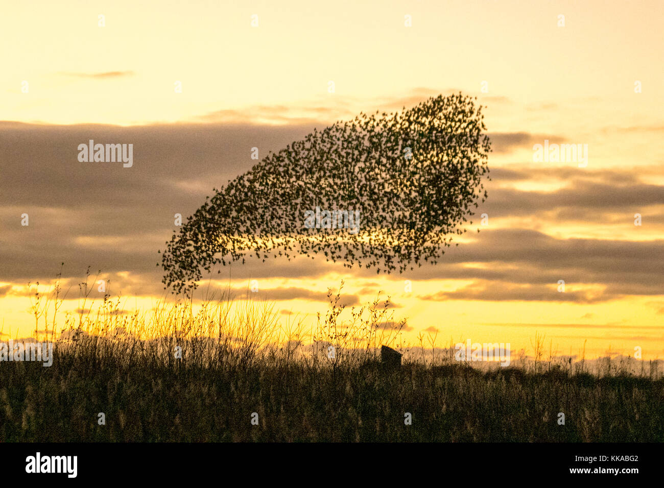 Burscough, Lancashire. UK Weather. 29th November, 2017.Tens of thousands of starling seeking a communal roost in the reed beds at Martin Mere, are harried and pursed by a resident peregrine falcon. The shapes and swirls form part of an evasive technique to survive and to confound and dazzle the bird of prey. The larger the simulated flocks, the harder it is for the predators to single out and catch an individual bird. Starlings can fly swiftly in coordinated and mesmerising formations as a group action to survive the attack. Credit;MediaWorldImages/AlamyLiveNews. Stock Photo