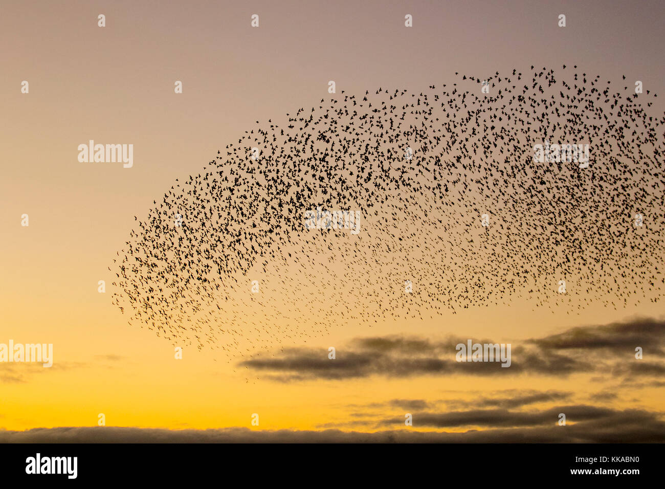 Burscough, Lancashire.  UK Weather. 29th November, 2017.Tens of thousands of starling seeking a communal roost in the reed beds at Martin Mere, are harried and pursed by a resident peregrine falcon.  The shapes and swirls form part of an evasive technique to survive and to confound and dazzle the bird of prey. The larger the simulated flocks, the harder it is for the predators to single out and catch an individual bird. Starlings can fly swiftly in coordinated and mesmerising formations as a group action to survive the attack. Credit;MediaWorldImages/AlamyLiveNews. Stock Photo
