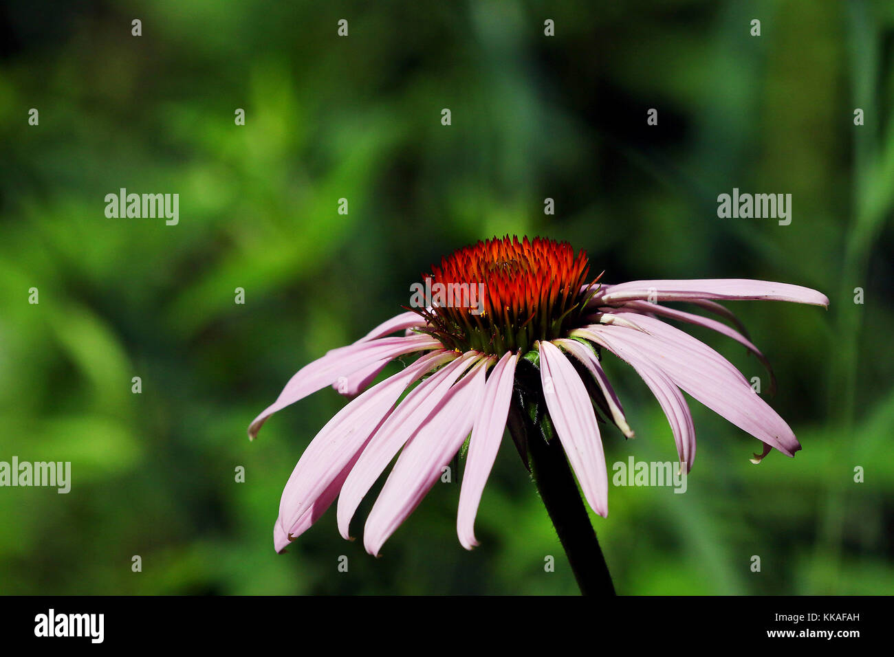 Dubuque, Iowa, USA. 6th July, 2017. A Purple Coneflower along the