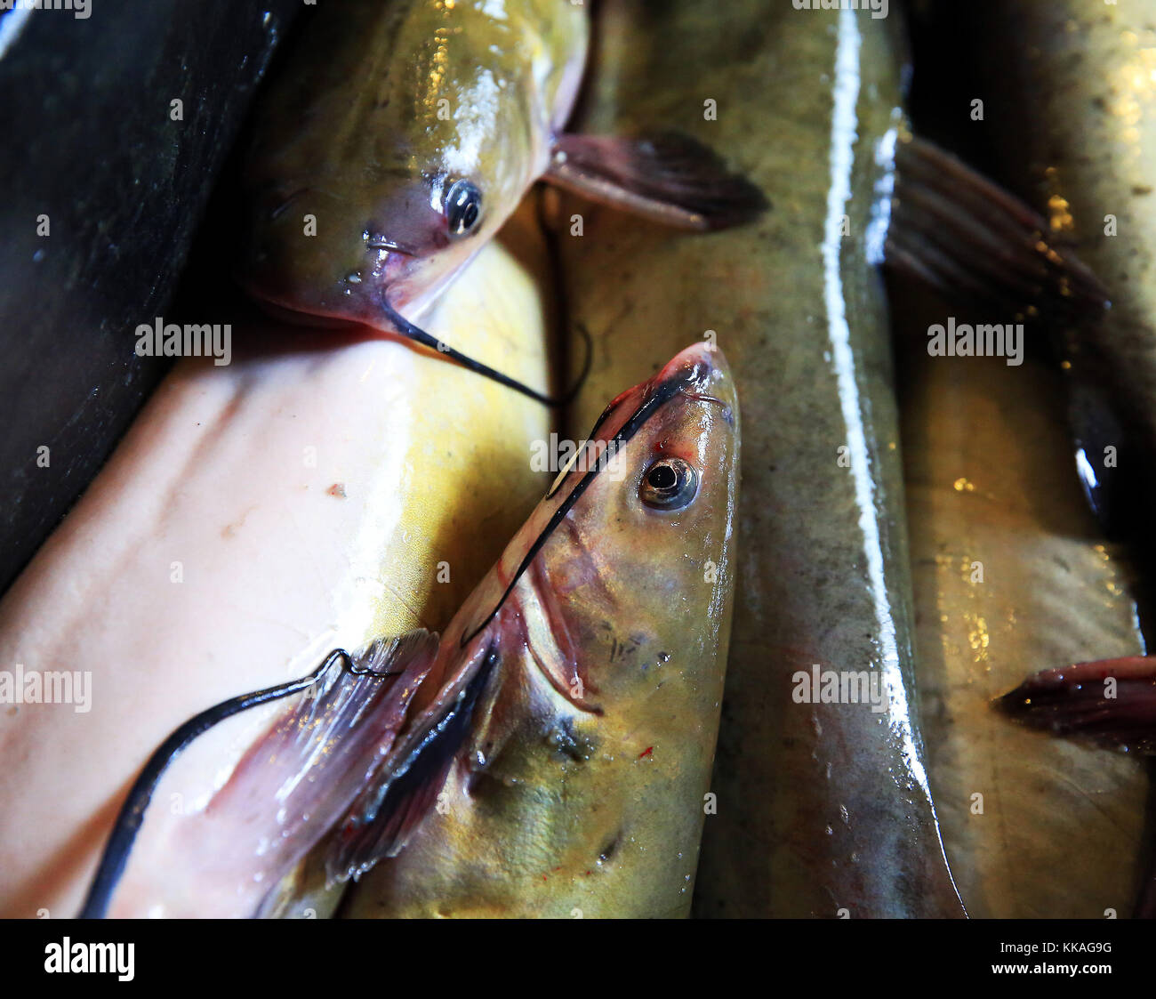 Harpers Ferry, Iowa, USA. 29th Aug, 2017. Live catfish wait to be