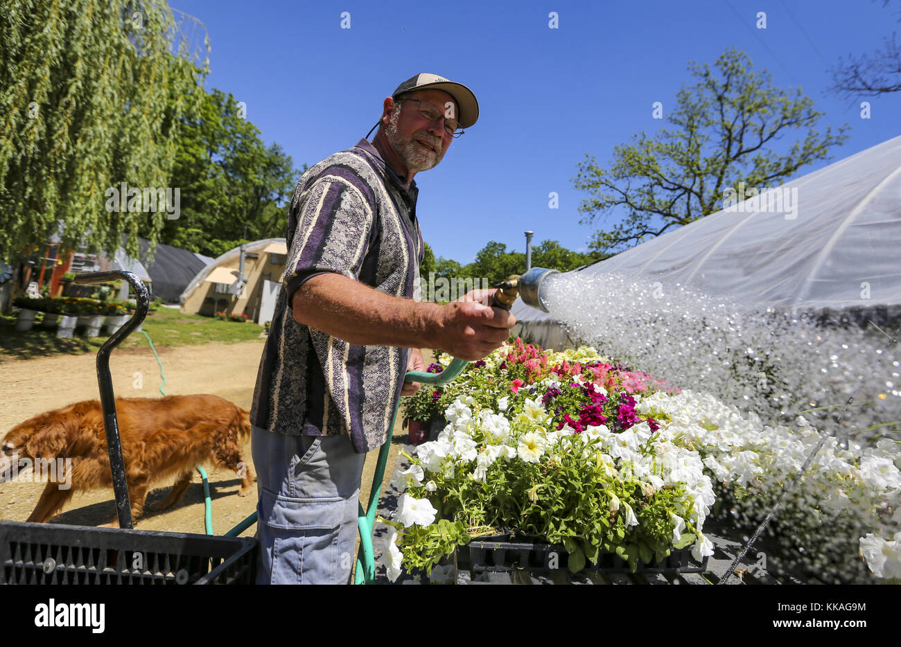 Iowa, USA. 6th June, 2017. Bluff View Greenhouse owner Terry Sykes