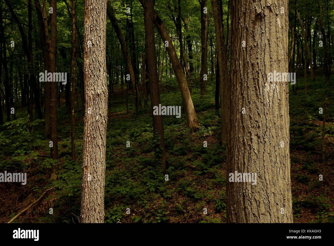 Bagley, Iowa, USA. 8th June, 2017. The Red Ochre Native Americans