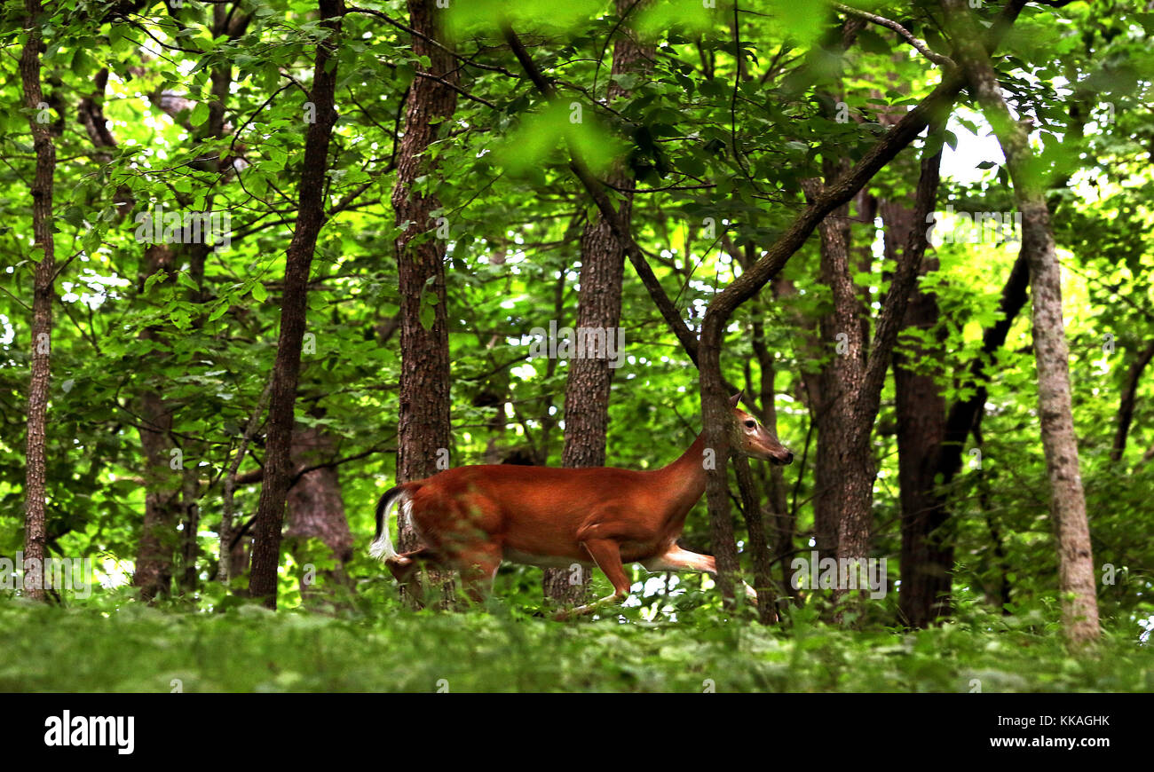 Mcgregor, Iowa, USA. 20th June, 2017. A whitetail deer quietly moves across a wooded ridge in Pikes Peak State Park near McGregor, Iowa June 20th, 2017. Credit: Kevin E. Schmidt/Quad-City Times/ZUMA Wire/Alamy Live News Stock Photo